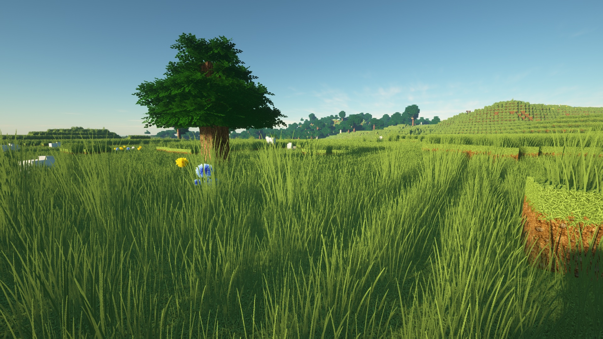 Dense Grass cover